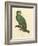 Barraband Parrot No. 110-Jacques Barraband-Framed Art Print