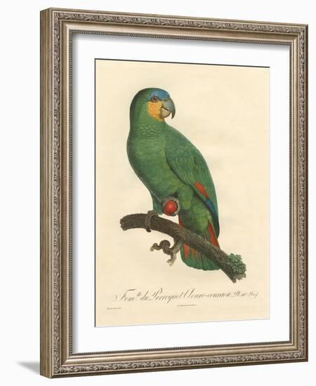 Barraband Parrot No. 110-Jacques Barraband-Framed Art Print