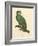 Barraband Parrot No. 110-Jacques Barraband-Framed Art Print