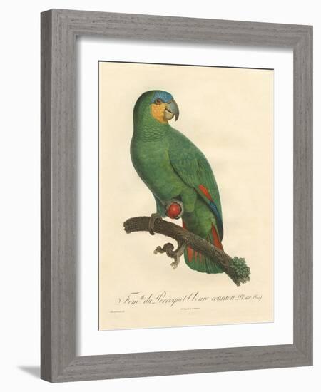 Barraband Parrot No. 110-Jacques Barraband-Framed Art Print