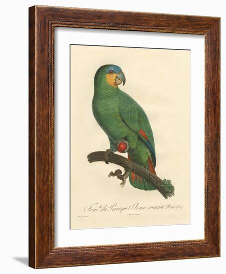 Barraband Parrot No. 110-Jacques Barraband-Framed Art Print