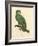 Barraband Parrot No. 110-Jacques Barraband-Framed Art Print