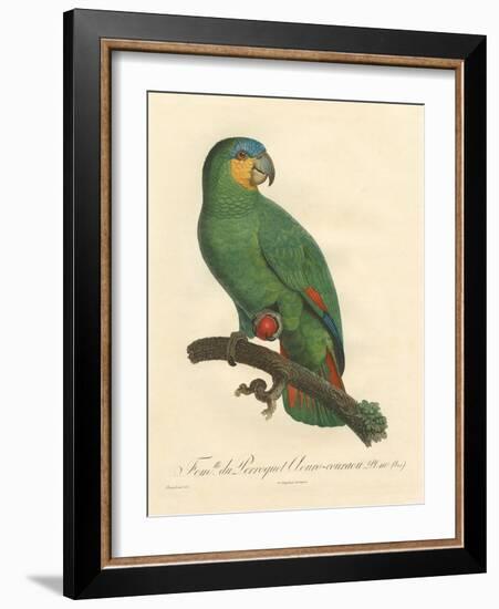 Barraband Parrot No. 110-Jacques Barraband-Framed Art Print