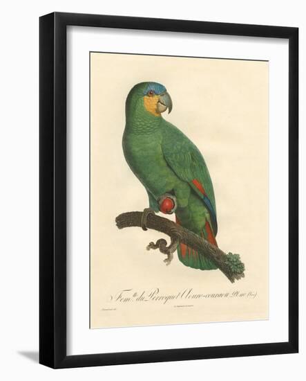 Barraband Parrot No. 110-Jacques Barraband-Framed Art Print