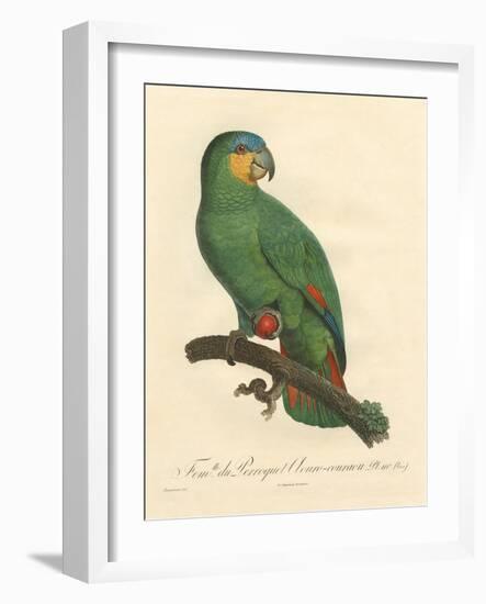 Barraband Parrot No. 110-Jacques Barraband-Framed Art Print