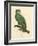 Barraband Parrot No. 110-Jacques Barraband-Framed Art Print