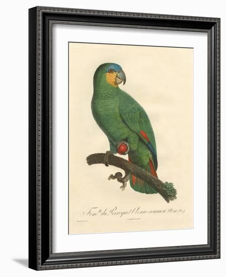 Barraband Parrot No. 110-Jacques Barraband-Framed Art Print