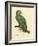 Barraband Parrot No. 110-Jacques Barraband-Framed Art Print