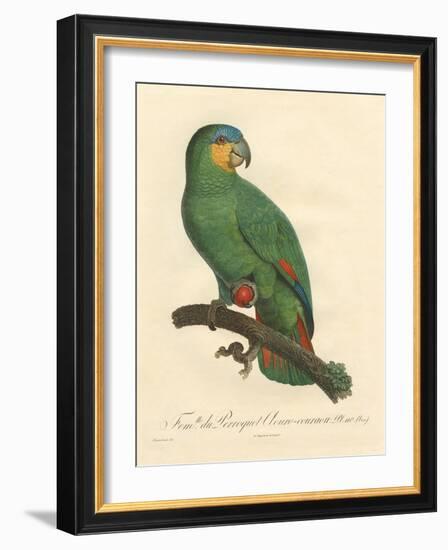 Barraband Parrot No. 110-Jacques Barraband-Framed Art Print