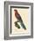 Barraband Parrot No. 78-Jacques Barraband-Framed Premium Giclee Print