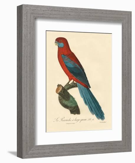 Barraband Parrot No. 78-Jacques Barraband-Framed Premium Giclee Print