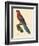 Barraband Parrot No. 78-Jacques Barraband-Framed Premium Giclee Print