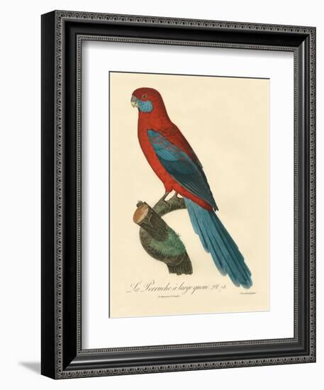 Barraband Parrot No. 78-Jacques Barraband-Framed Premium Giclee Print