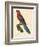 Barraband Parrot No. 78-Jacques Barraband-Framed Art Print