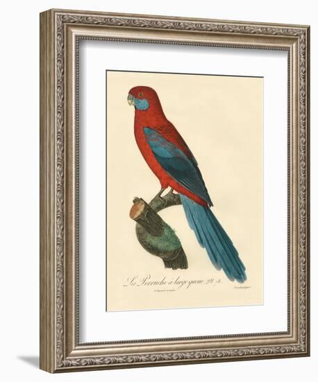 Barraband Parrot No. 78-Jacques Barraband-Framed Art Print