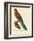 Barraband Parrot No. 78-Jacques Barraband-Framed Art Print