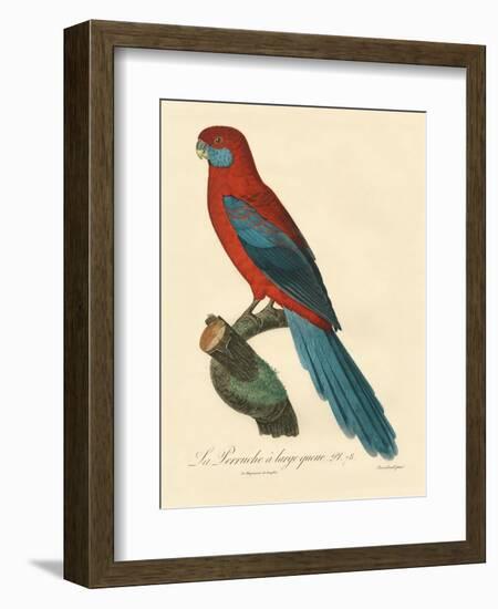 Barraband Parrot No. 78-Jacques Barraband-Framed Art Print