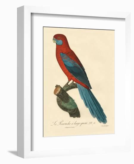 Barraband Parrot No. 78-Jacques Barraband-Framed Art Print