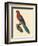 Barraband Parrot No. 78-Jacques Barraband-Framed Art Print