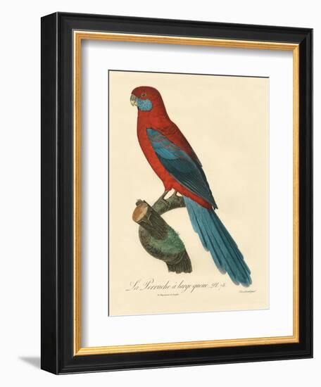 Barraband Parrot No. 78-Jacques Barraband-Framed Art Print