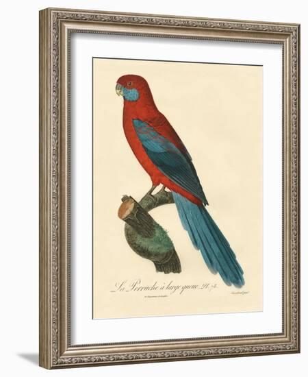 Barraband Parrot No. 78-Jacques Barraband-Framed Art Print