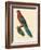 Barraband Parrot No. 78-Jacques Barraband-Framed Art Print