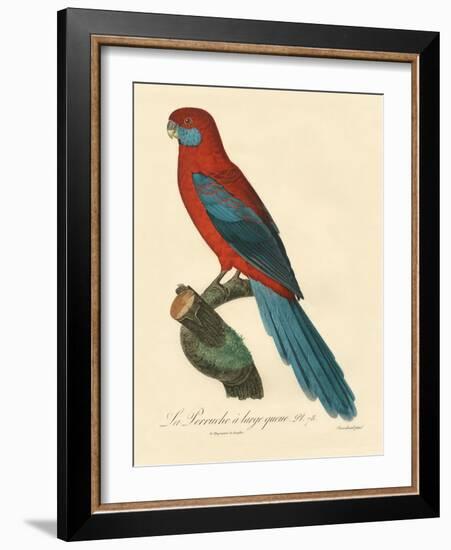 Barraband Parrot No. 78-Jacques Barraband-Framed Art Print