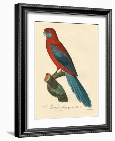 Barraband Parrot No. 78-Jacques Barraband-Framed Art Print