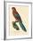 Barraband Parrot No. 78-Jacques Barraband-Framed Art Print