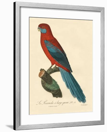 Barraband Parrot No. 78-Jacques Barraband-Framed Art Print