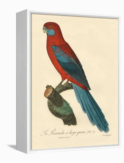 Barraband Parrot No. 78-Jacques Barraband-Framed Stretched Canvas