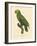 Barraband Parrot No. 86-Jacques Barraband-Framed Art Print