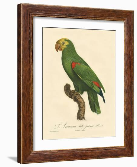 Barraband Parrot No. 86-Jacques Barraband-Framed Art Print