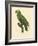 Barraband Parrot No. 86-Jacques Barraband-Framed Art Print