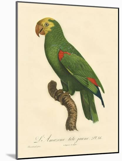 Barraband Parrot No. 86-Jacques Barraband-Mounted Art Print