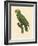 Barraband Parrot No. 86-Jacques Barraband-Framed Art Print