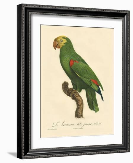 Barraband Parrot No. 86-Jacques Barraband-Framed Art Print