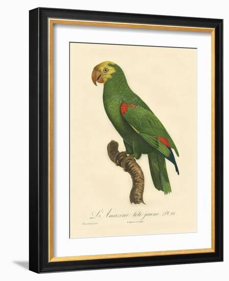 Barraband Parrot No. 86-Jacques Barraband-Framed Art Print