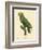 Barraband Parrot No. 86-Jacques Barraband-Framed Art Print