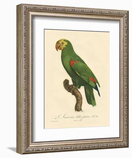 Barraband Parrot No. 86-Jacques Barraband-Framed Art Print