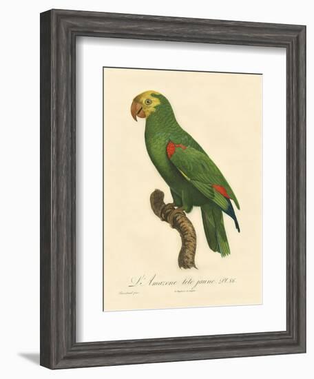 Barraband Parrot No. 86-Jacques Barraband-Framed Art Print