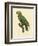 Barraband Parrot No. 86-Jacques Barraband-Framed Art Print