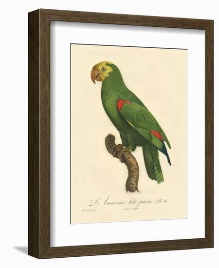 Barraband Parrot No. 86-Jacques Barraband-Framed Art Print