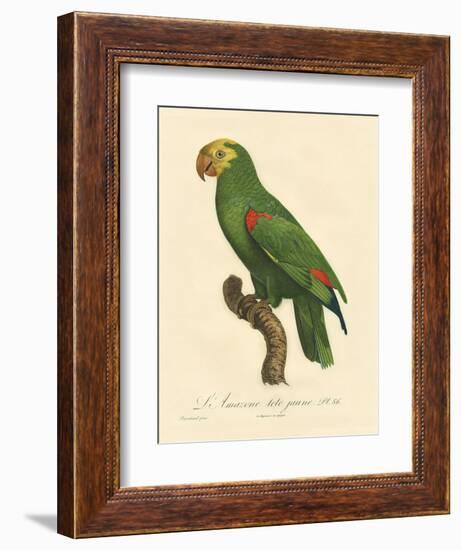 Barraband Parrot No. 86-Jacques Barraband-Framed Art Print