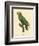 Barraband Parrot No. 86-Jacques Barraband-Framed Art Print