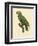 Barraband Parrot No. 86-Jacques Barraband-Framed Art Print