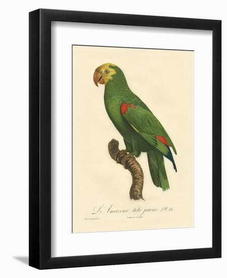 Barraband Parrot No. 86-Jacques Barraband-Framed Art Print