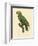 Barraband Parrot No. 86-Jacques Barraband-Framed Art Print