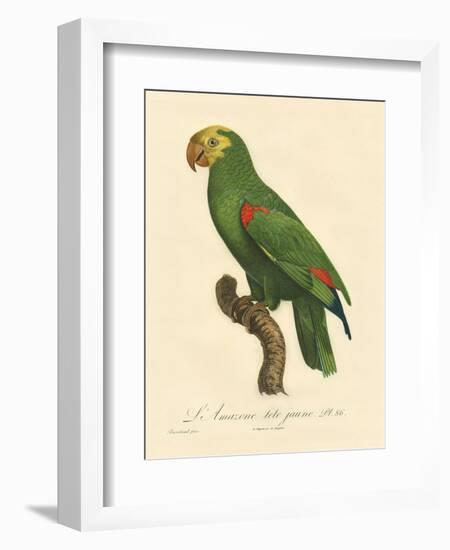 Barraband Parrot No. 86-Jacques Barraband-Framed Art Print