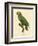 Barraband Parrot No. 86-Jacques Barraband-Framed Art Print